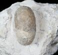 Eocene Aged Fossil Turtle Egg - France #12979-2